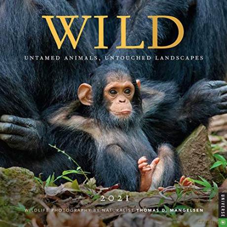 Wild 2021 Square Wall Calendar: Untamed Animals, Untouched Landscapes [KALENDARZ]