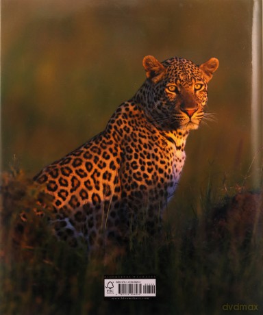 Wild Cats of the World - Luke Hunter [KSIĄŻKA]