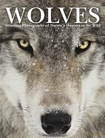 Wolves (Animals): Stunning Photographs of Nature's Hunters in the Wild - Tom Jackson [KSIĄŻKA]
