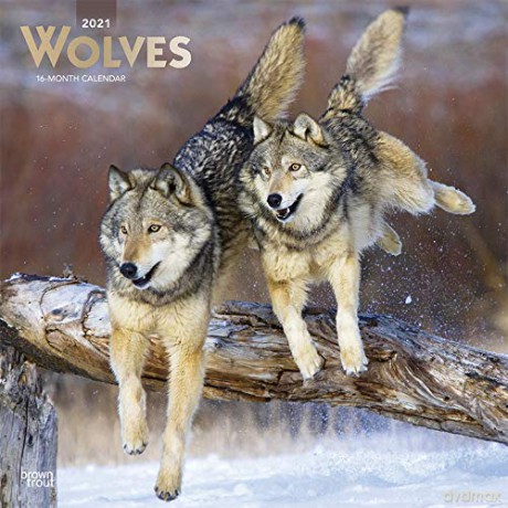 Wolves 2021 Square Wall Calendar [KALENDARZ]
