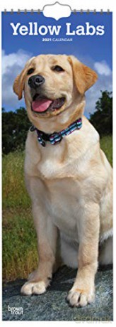 Yellow Labradors 2021 Slim Calendar [KSIĄŻKA]