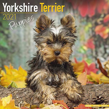 Yorkshire Terrier Puppies 2021 Calendar | Square Puppy Wall Calendar | 16 Month [KALENDARZ]