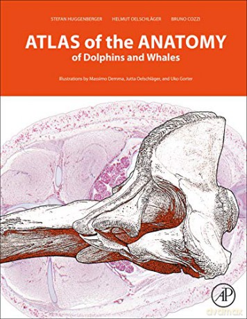 Atlas of the Anatomy of Dolphins and Whales - Stefan Huggenberger [KSIĄŻKA]