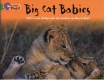 Big Cat Babies: This non-chronological report is packed with facts about big cats.: Band 05/Green (Collins Big Cat) - Jonathan Scott [KSIĄŻKA]