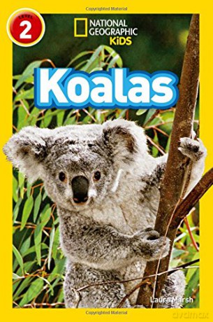 Koalas: Level 2 (National Geographic Readers) - Laura Marsh [KSIĄŻKA]