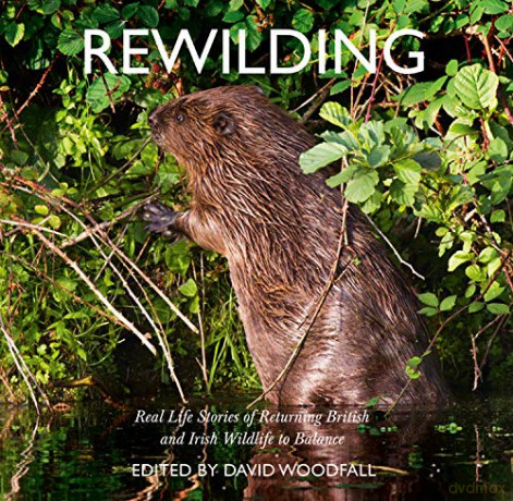 Rewilding: Real Life Stories of Returning British and Irish Wildlife to Balance - David Woodfall [KSIĄŻKA]