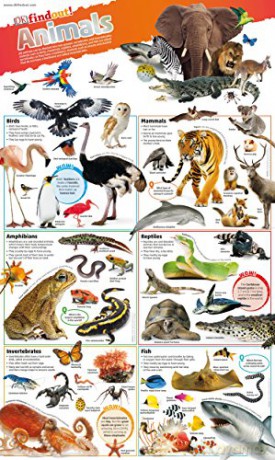 DKfindout! Animals Poster [KSIĄŻKA]