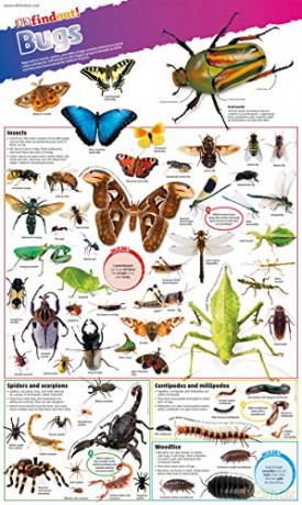 DKfindout! Bugs Poster [KSIĄŻKA]