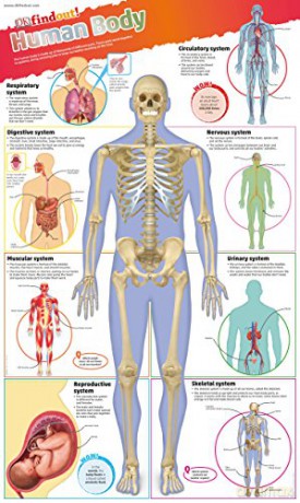 DKfindout! Human Body Poster [KSIĄŻKA]