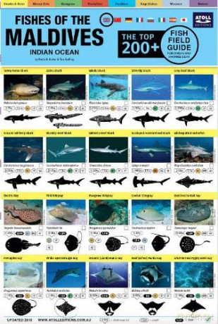 Maldives Fish Field Guide Top 200+ - Tim Godfrey [KSIĄŻKA]