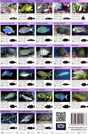 Maldives Fish Field Guide Top 200+ - Tim Godfrey [KSIĄŻKA]