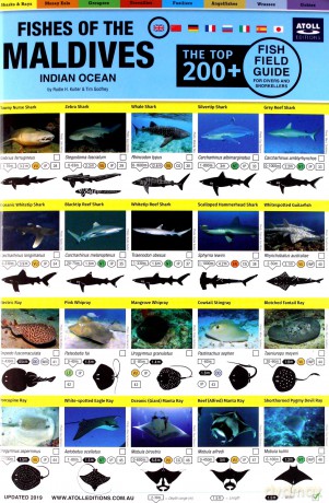 Maldives Fish Field Guide Top 200+ - Tim Godfrey [KSIĄŻKA]