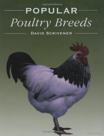 Popular Poultry Breeds - David Scrivener [KSIĄŻKA]