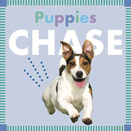 Puppies Chase (Amicus Ink Board Books) - Rebecca Glaser [KSIĄŻKA]