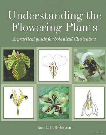 Understanding the Flowering Plants: A Practical Guide for Botanical Illustrators - Anne Bebbington [KSIĄŻKA]