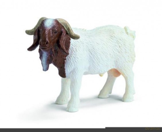 Schleich Baran biało-brązowy [FIGURKA]