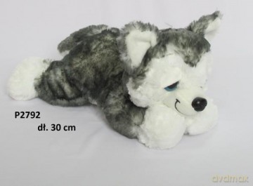 Pies Husky