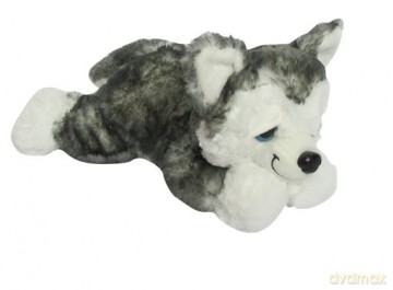 Pies Husky