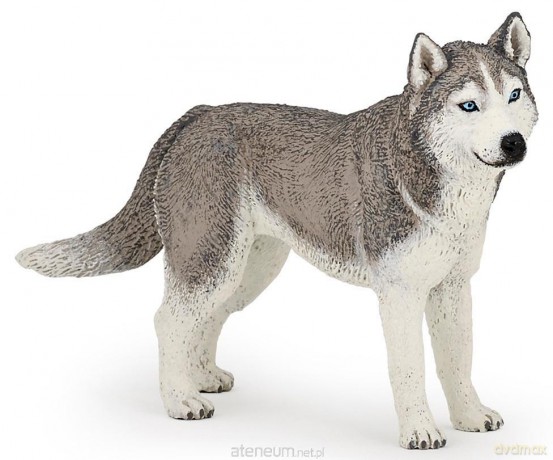 Husky syberyjski [FIGURKA]