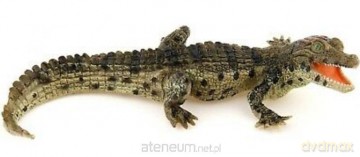 Krokodyl młody [FIGURKA]