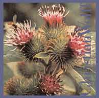 Christian Wolff: Burdocks [CD]