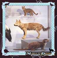 Danny Cohen: Museum of Danny's [CD]