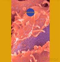 Death Ambient: Synaesthesia [CD]