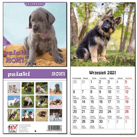 Kalendarz 2021 13 Plansz 16x16cm Psiaki EV-CORP [KALENDARZ]