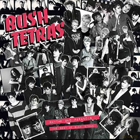 Bush Tetras: Rhythm And Paranoia The Best Of Bush Tetras [3xWinyl]