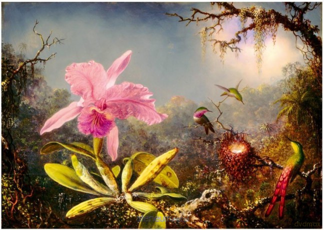 BLUEBIRD PUZZLE 1000 el. Orchidea Cattleya i trzy kolibry [PUZZLE]