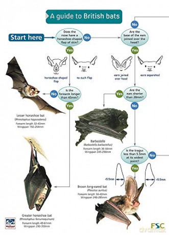 A Guide to British Bats [KSIĄŻKA]