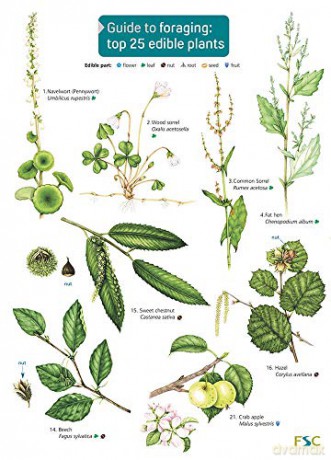 Guide to Foraging: Top 25 Edible Plants (Chart) - Clare Cremona [KSIĄŻKA]