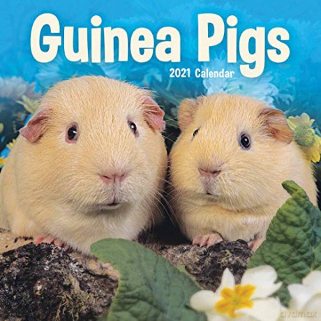 Guinea Pigs Mini Calendar 2021 [KSIĄŻKA]