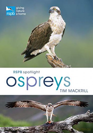 RSPB Spotlight Ospreys - Tim Mackrill [KSIĄŻKA]