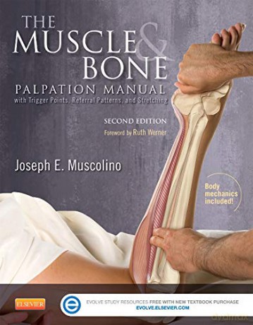 The Muscle and Bone Palpation Manual with Trigger Points, Referral Patterns and Stretching, 2e - Joseph E. Muscolino [KSIĄŻKA]