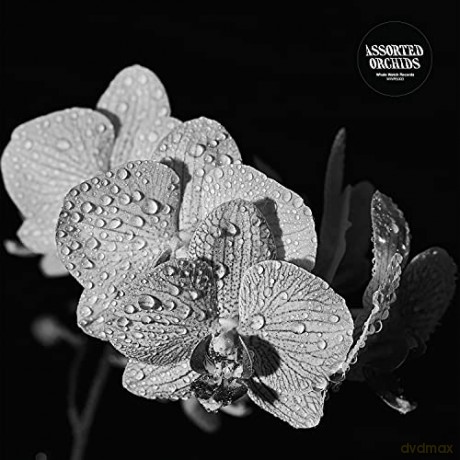 Assorted Orchids: Assorted Orchids [Winyl]