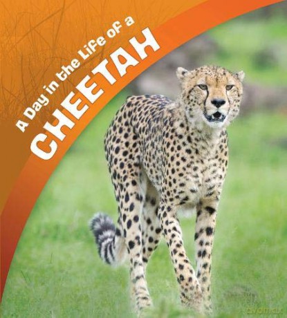 A Day in the Life: A Day in the Life of a Cheetah - Lisa J. Amstutz [KSIĄŻKA]