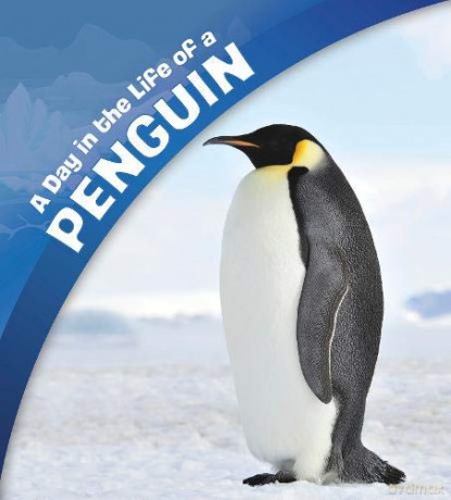 A Day in the Life: A Day in the Life of a Penguin - Sharon Katz Cooper [KSIĄŻKA]