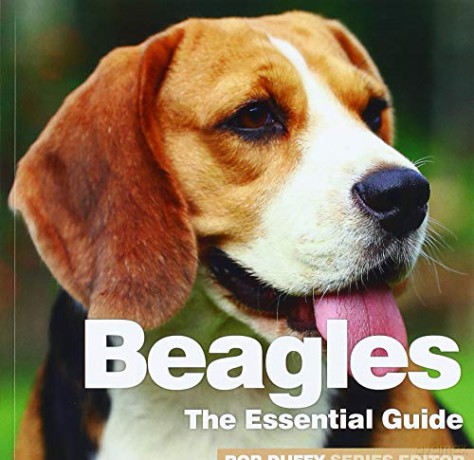 Beagles (Need2Know Essential Guides) - Rob Duffy [KSIĄŻKA]