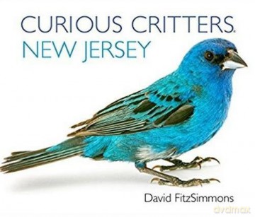 Curious Critters New Jersey (Curious Critters Board Books) - David FitzSimmons [KSIĄŻKA]