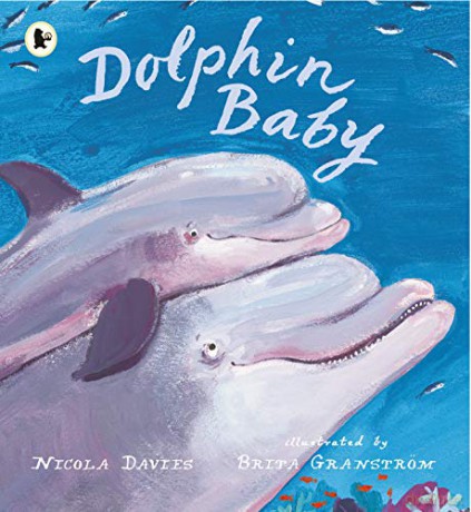 Dolphin Baby: 1 (Nature Storybooks) - Nicola Davies [KSIĄŻKA]