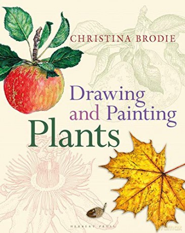 Drawing and Painting Plants - Christina Brodie [KSIĄŻKA]