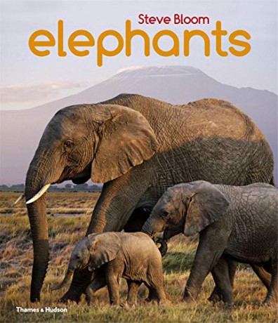 Elephants: A Book for Children - Steve Bloom [KSIĄŻKA]