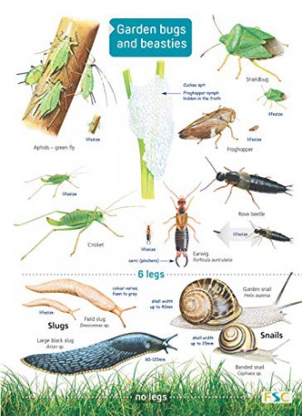 Garden Bugs and Beasties (Chart) - Rebecca Farley-Brown [KSIĄŻKA]