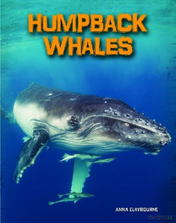 Humpback Whales (Living in the Wild: Sea Mammals) - Anna Claybourne [KSIĄŻKA]