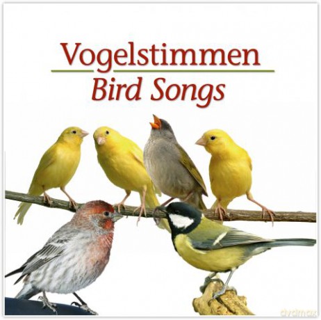 Vogelstimmen [CD]