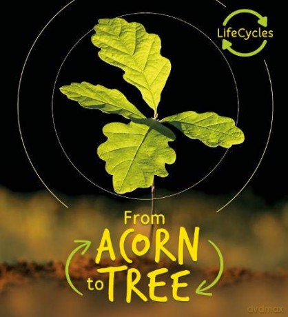 Lifecycles - Acorn to Tree - Camilla de la Bedoyere [KSIĄŻKA]