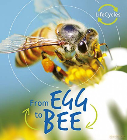 Lifecycles: Egg to Bee: 1 - Camilla de la Bedoyere [KSIĄŻKA]