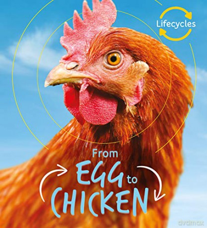 Lifecycles: Egg to Chicken: 1 - Camilla de la Bedoyere [KSIĄŻKA]