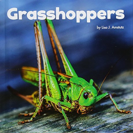 Little Creatures: Grasshoppers (Little Critters) - Lisa J. Amstutz [KSIĄŻKA]